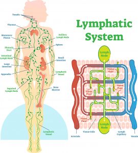 A diagram of the lymphatic system